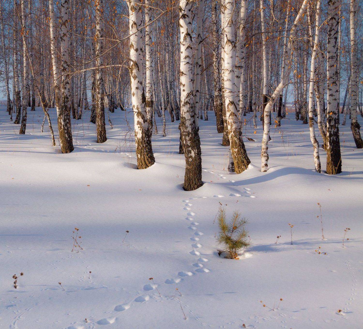 , Николай Морский