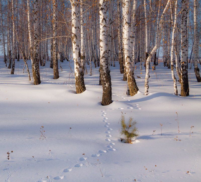 Следы фото превью