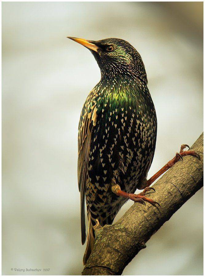 , Валерий Субачев