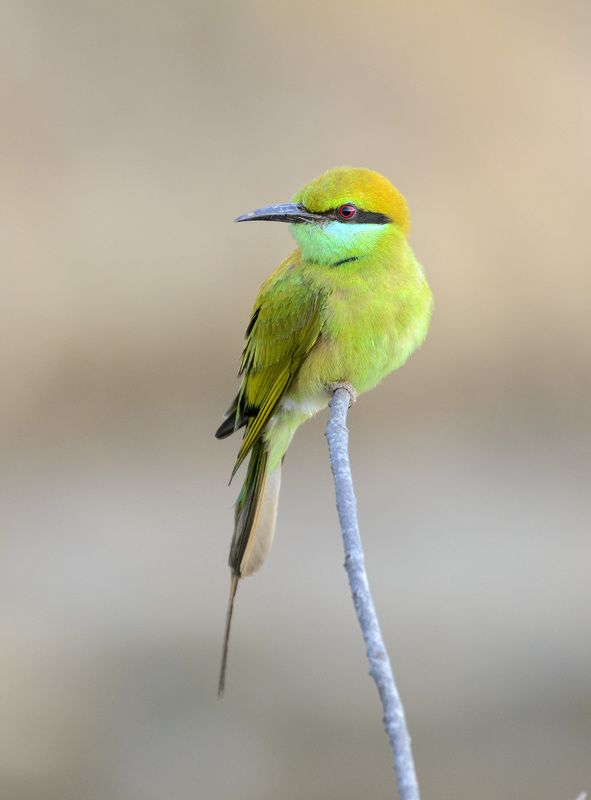 малая зелёная щурка *** фото превью