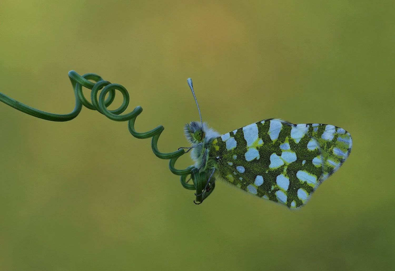 animal, nature, macro, butterfly, balance, spring, Savas Sener