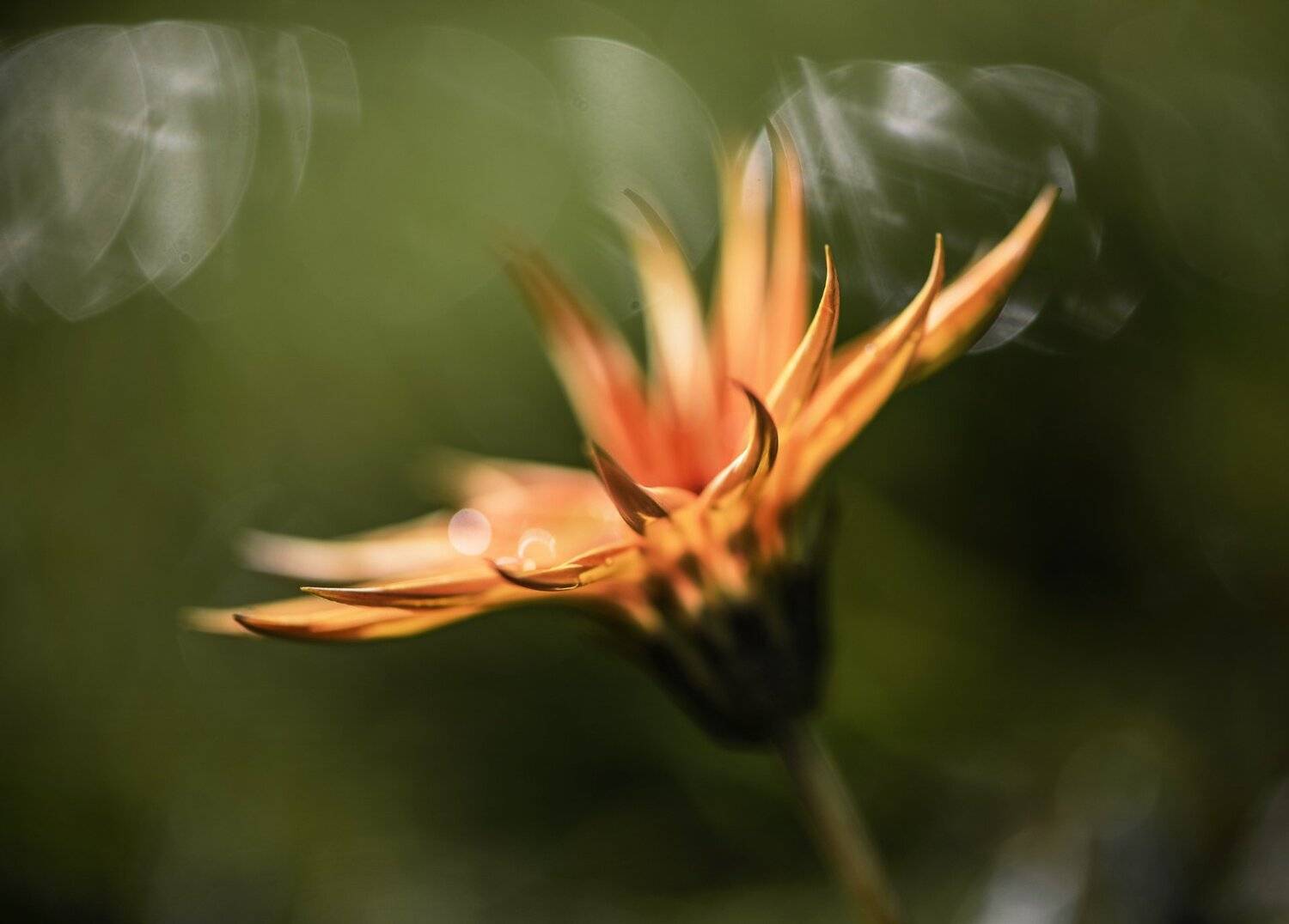 природа, макро, цветы, гацания, боке, Неля Рачкова