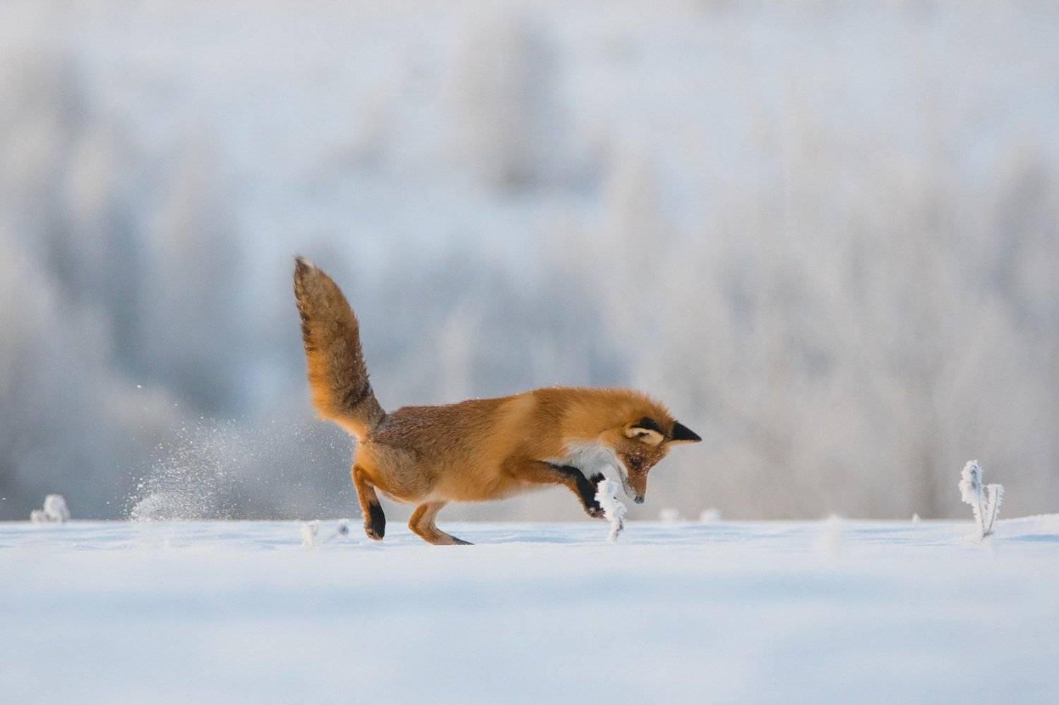 , Дмитрий Вилюнов