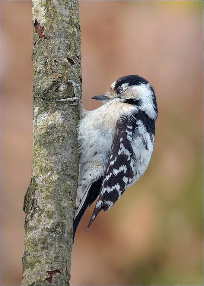 дятел, Андрей Медведев