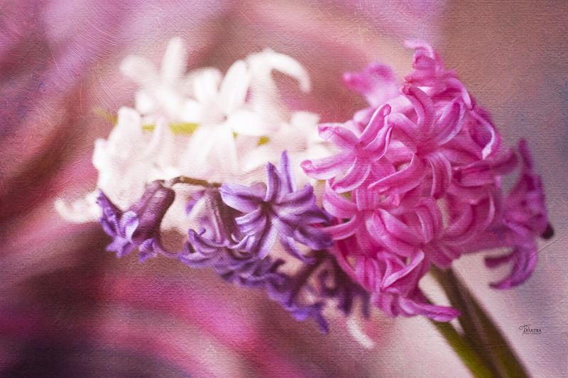 Гиацинты ждали... фото превью