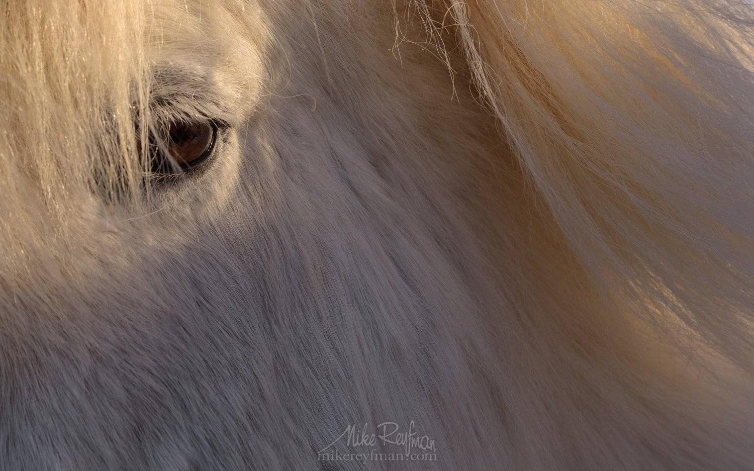 horse,  animal eye, animal hair, close-up, color image, icelandic horse, mammal, one animal, outdoors, Майк Рейфман