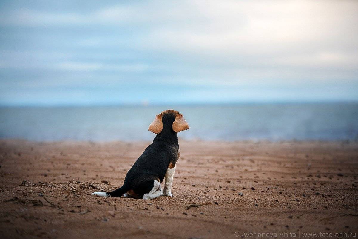 собака, море, бигль, Анна Аверьянова