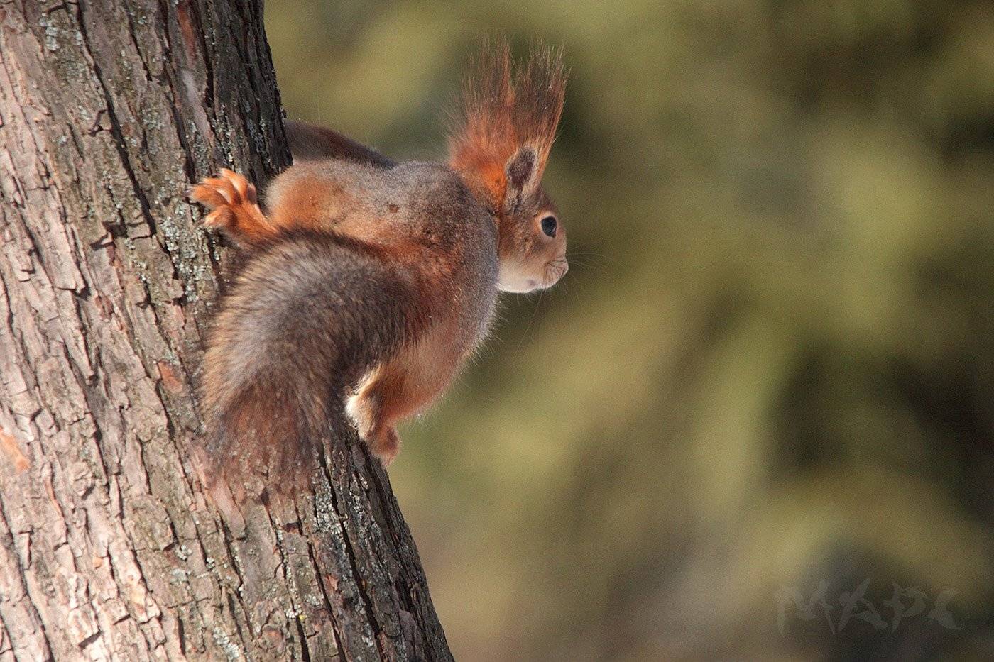 животные белка весна, Шангареев Марс