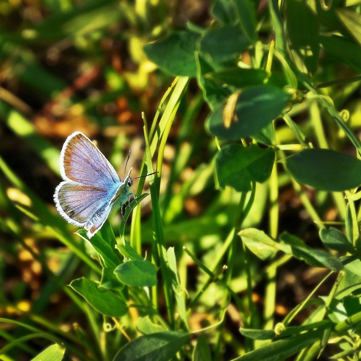 макро, утро, лето, степной Алтай , Александр Потапов