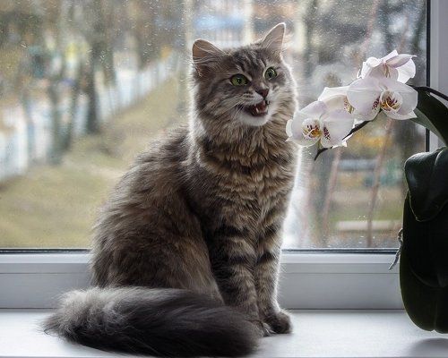 Хроника одного дождливого дня