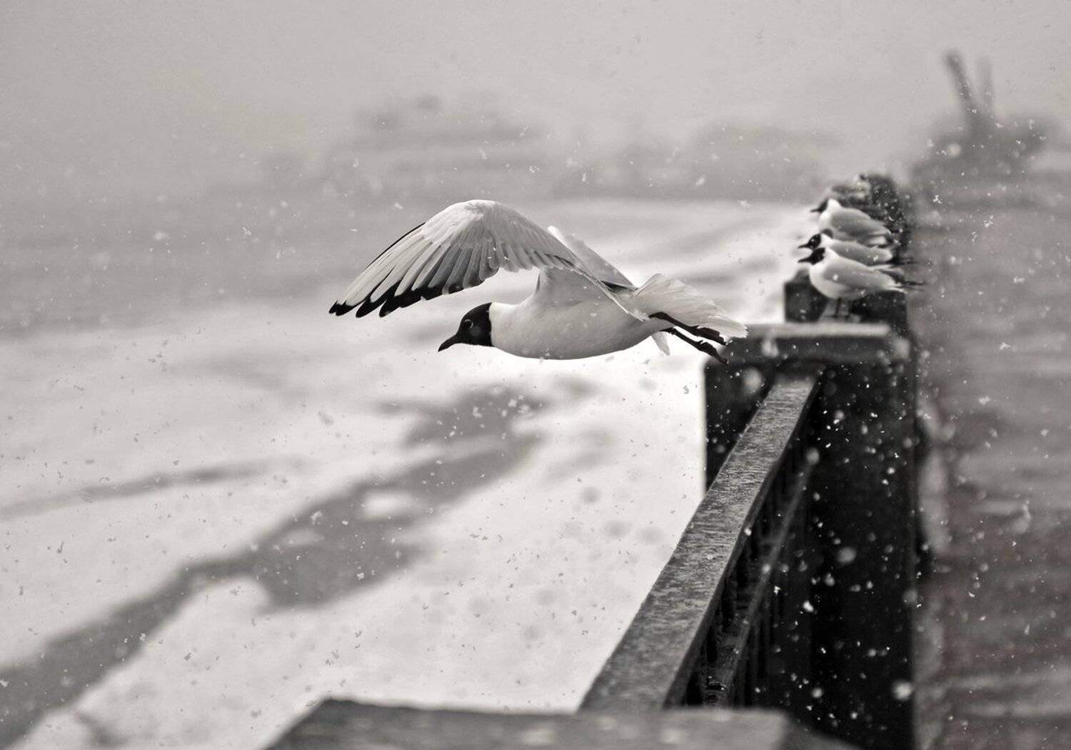 чайка, выборг, Mashin Rostislav