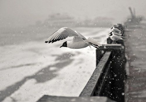 В одиночку против бури