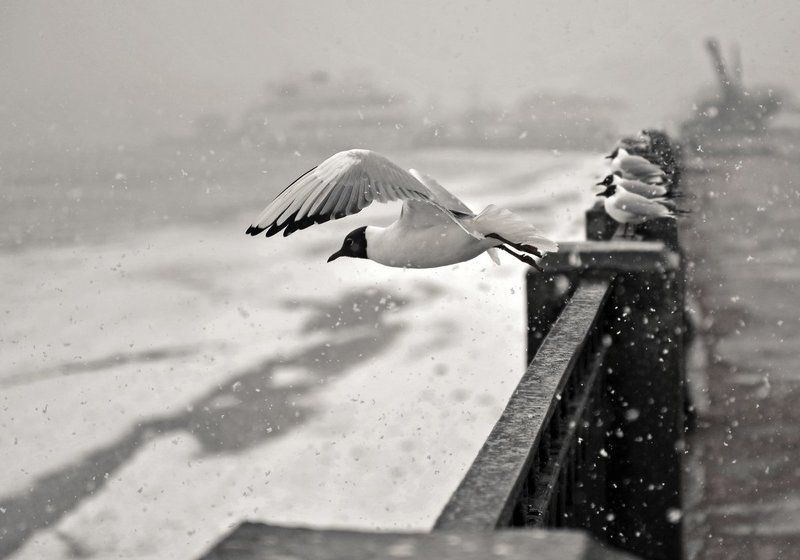 чайка, выборг В одиночку против бури фото превью