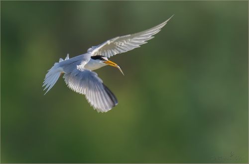 С угощением