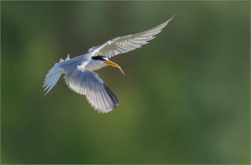 птицы, природа, sterna albifrons, крачка малая, лето, июль, 2016, подмосковье, серпуховской р-он С угощением фото превью