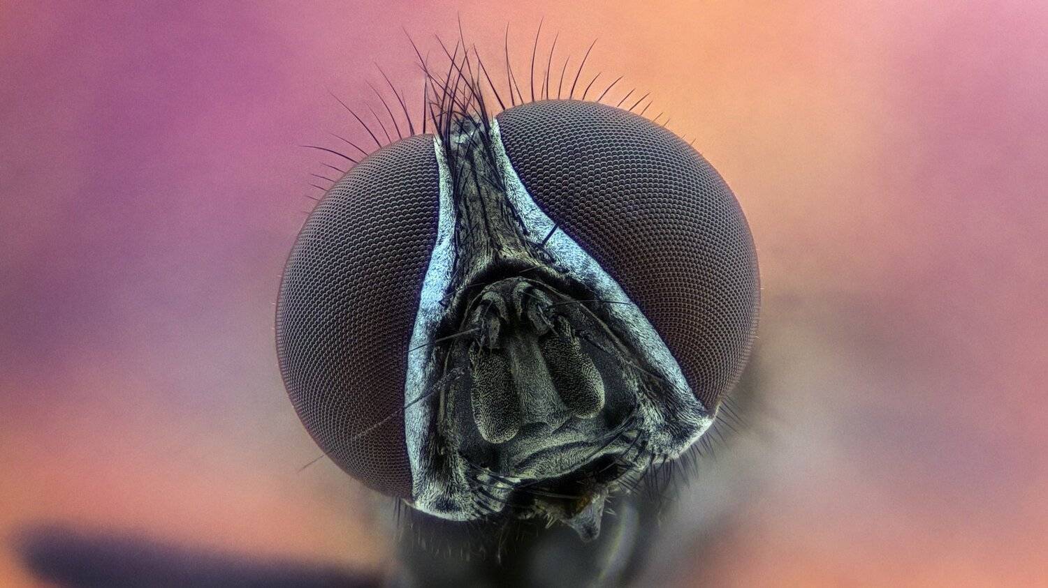 ceclii,macro,lgg4, Tsvetan Ganev