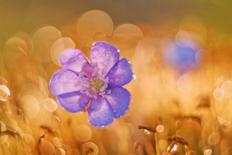 Весенние цветы фото превью