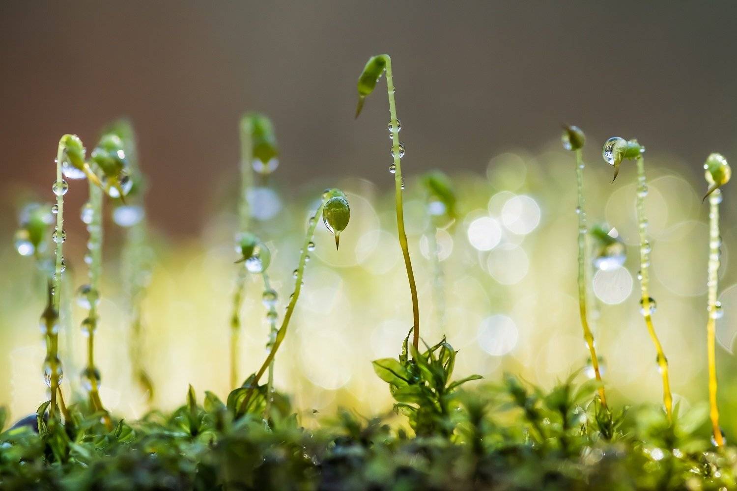 , Шинкарева Елена