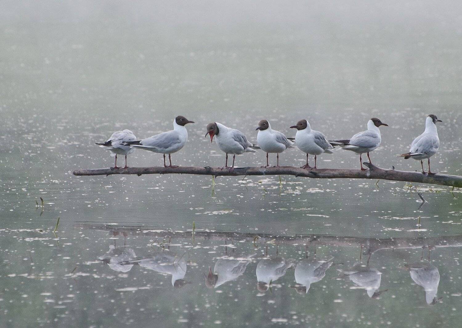 птицы чайки, Михаил Агеев