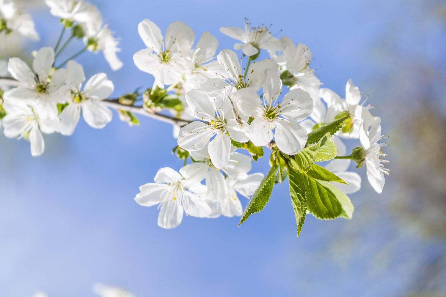 , Юрий Пужалин