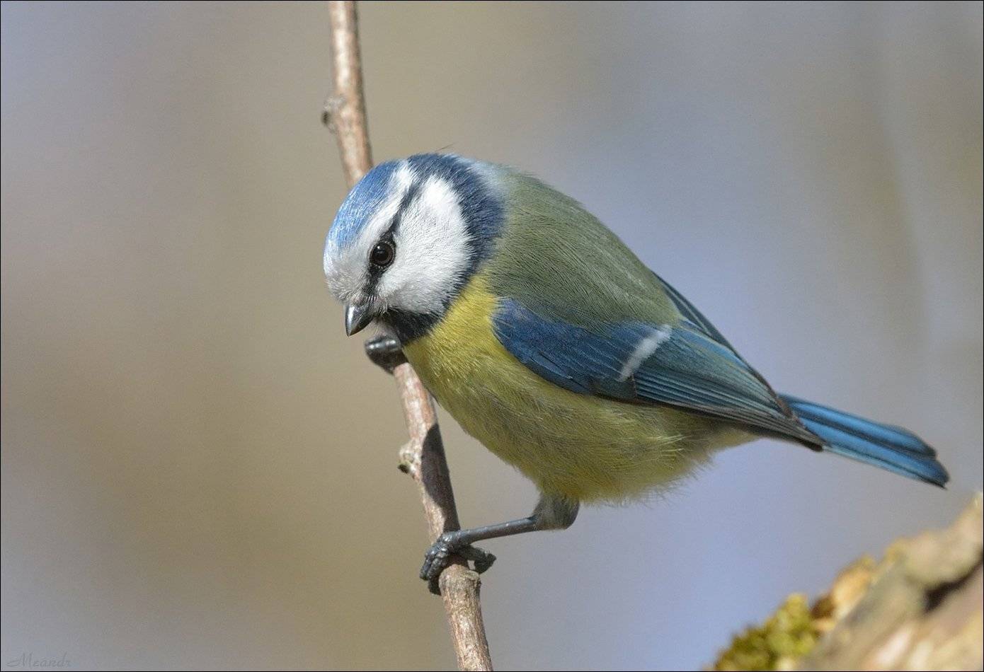лазоревка, Андрей Медведев
