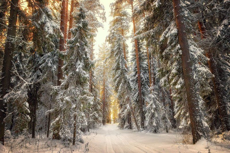 Под занавес заката... Кировская область. Россия. Under the sunset curtain ... Kirov region. Russia. фото превью