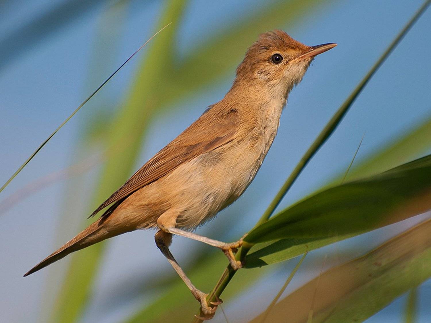 мистер внимание, Касянчук Валентин