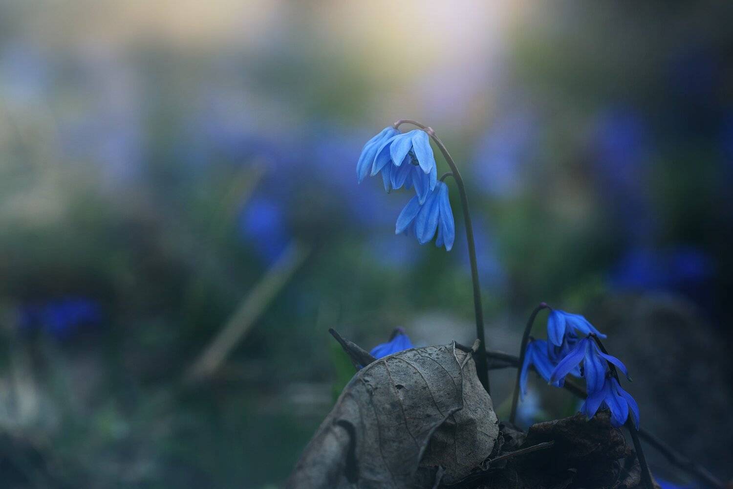 , Инна Сухова