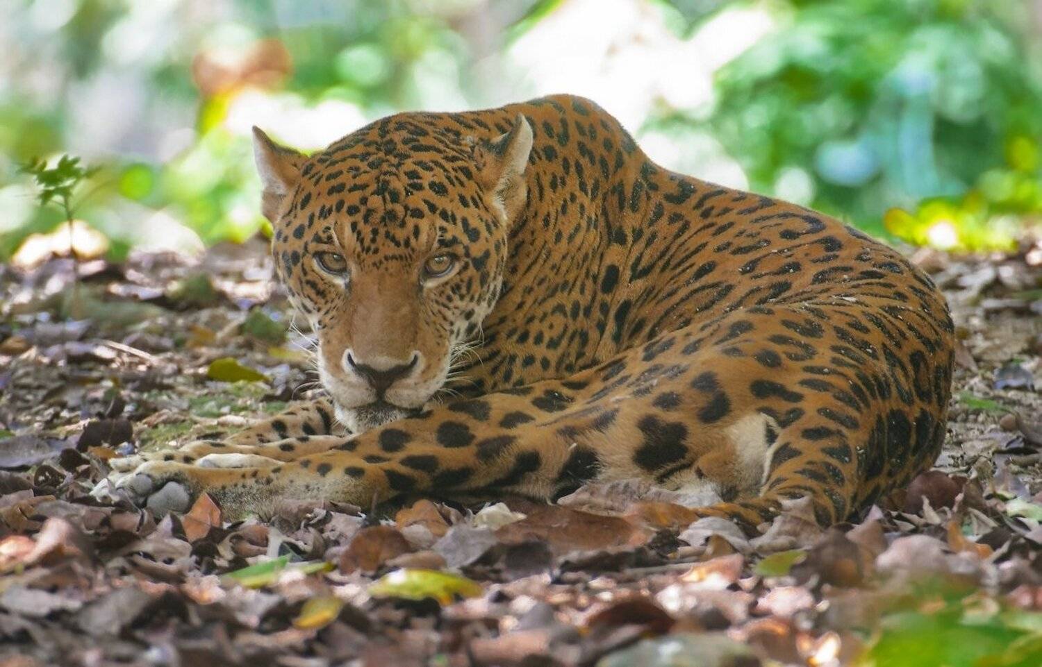 кошечка, Александр Маркелов