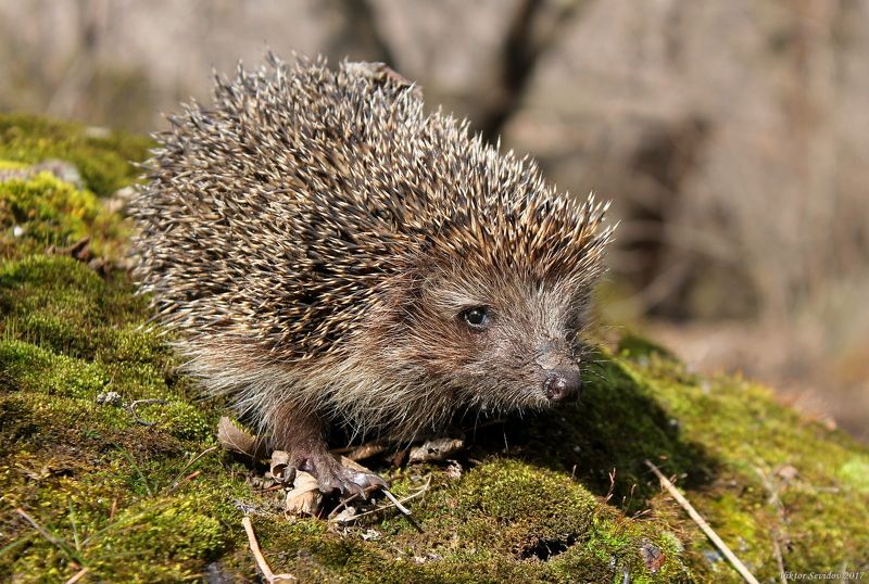 Весенний Ёж. фото превью