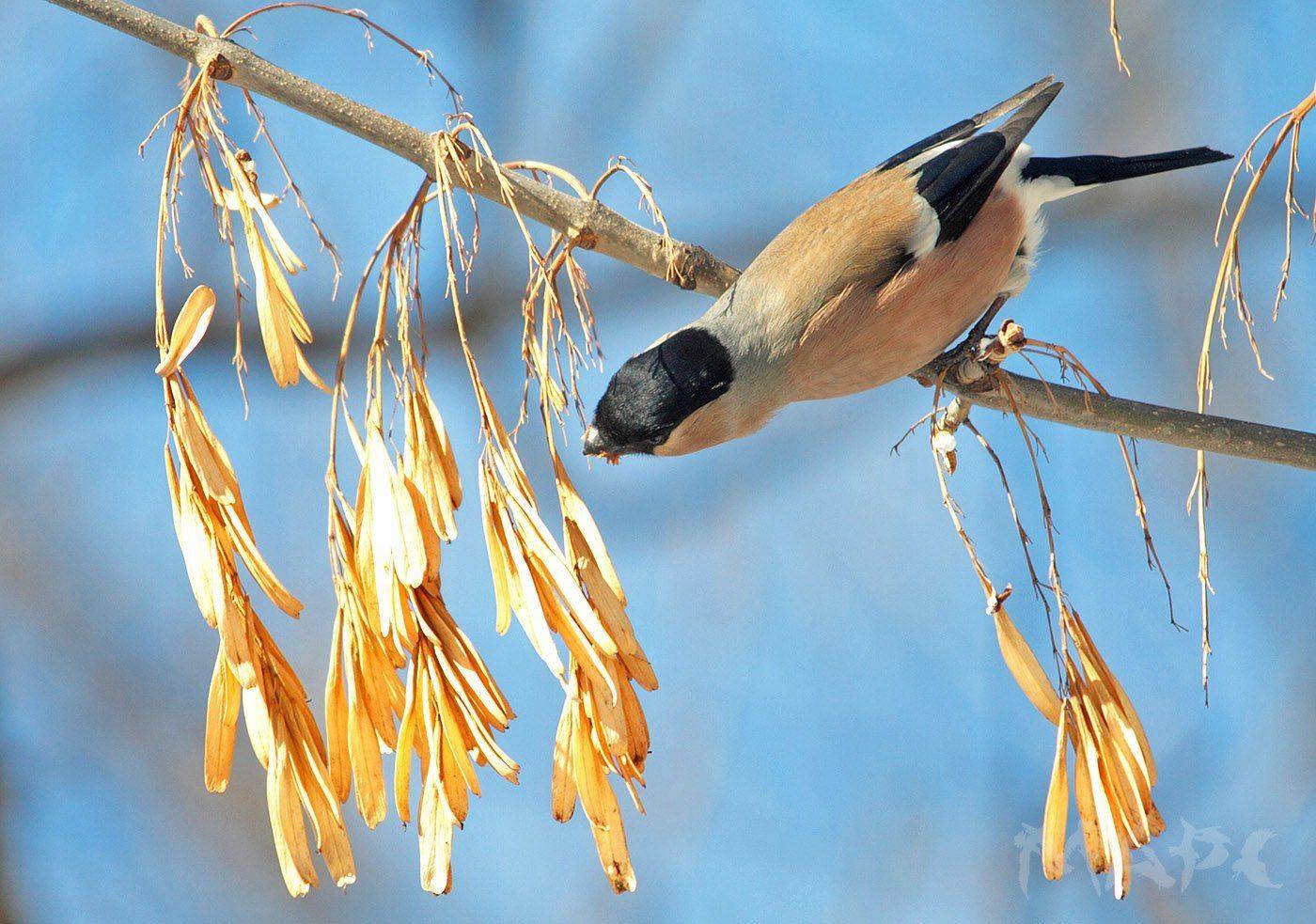 животные птицы снегирь весна, Шангареев Марс