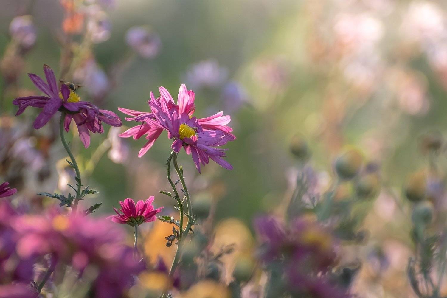 , Шинкарева Елена