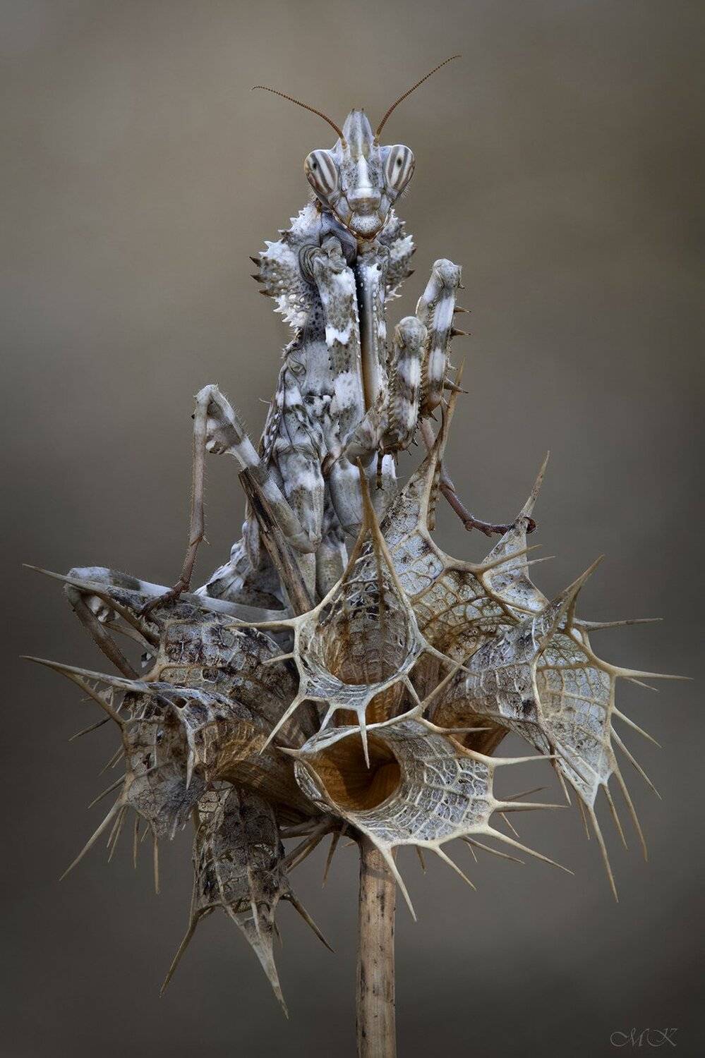 блефаропсис, blepharopsis mendica, Miron Karlinsky