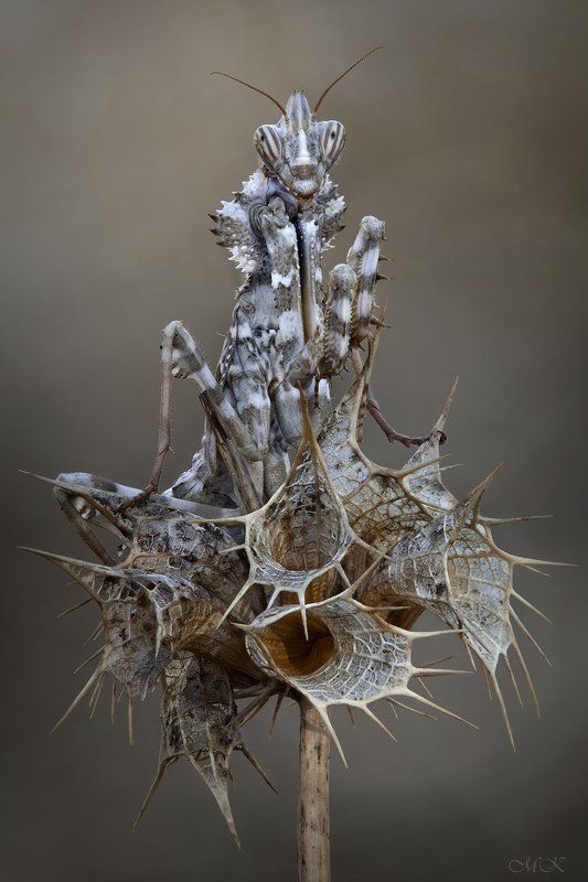 блефаропсис, blepharopsis mendica Блеф на колючках фото превью