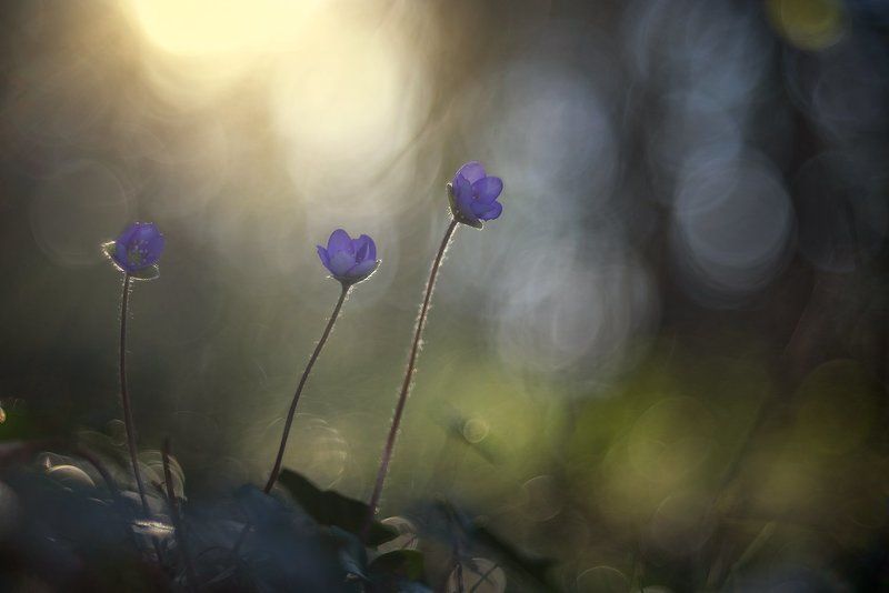 Epatica фото превью