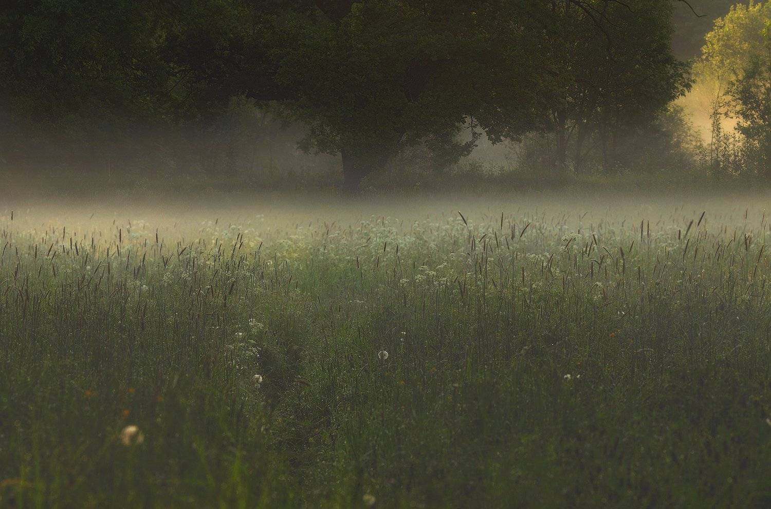 рассвет, туман, питер, лето, царскоесело, пушкин, царское, Таня SHE (Aiya)