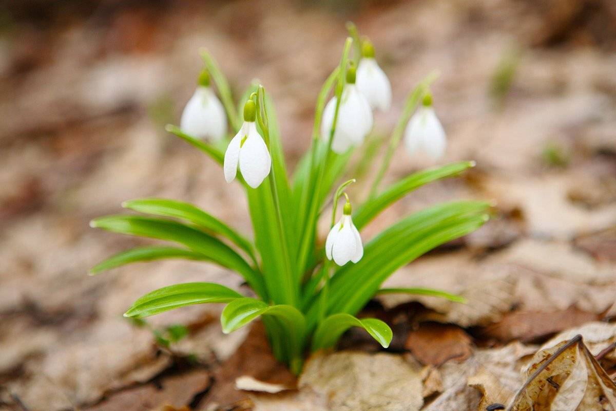 , Виталий Ра