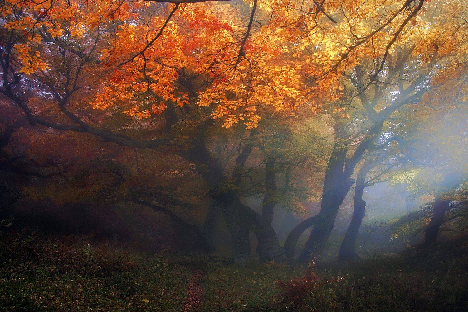 , Милокост Алексей