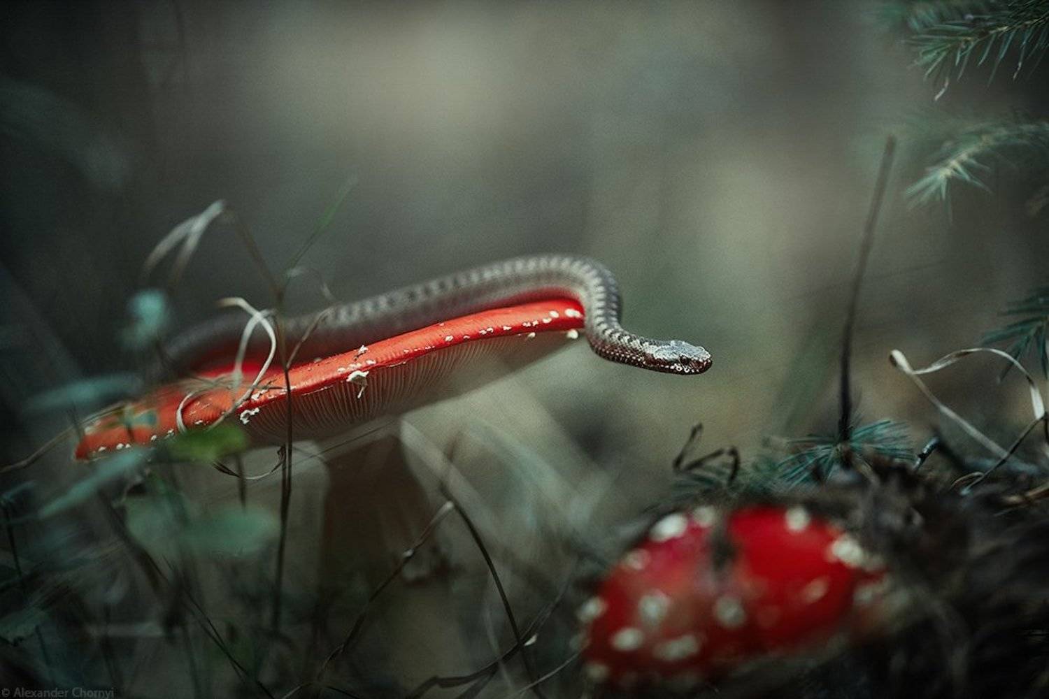 украина, коростышев, лето, лес, гадюка обыкновенная,, Александр Чорный