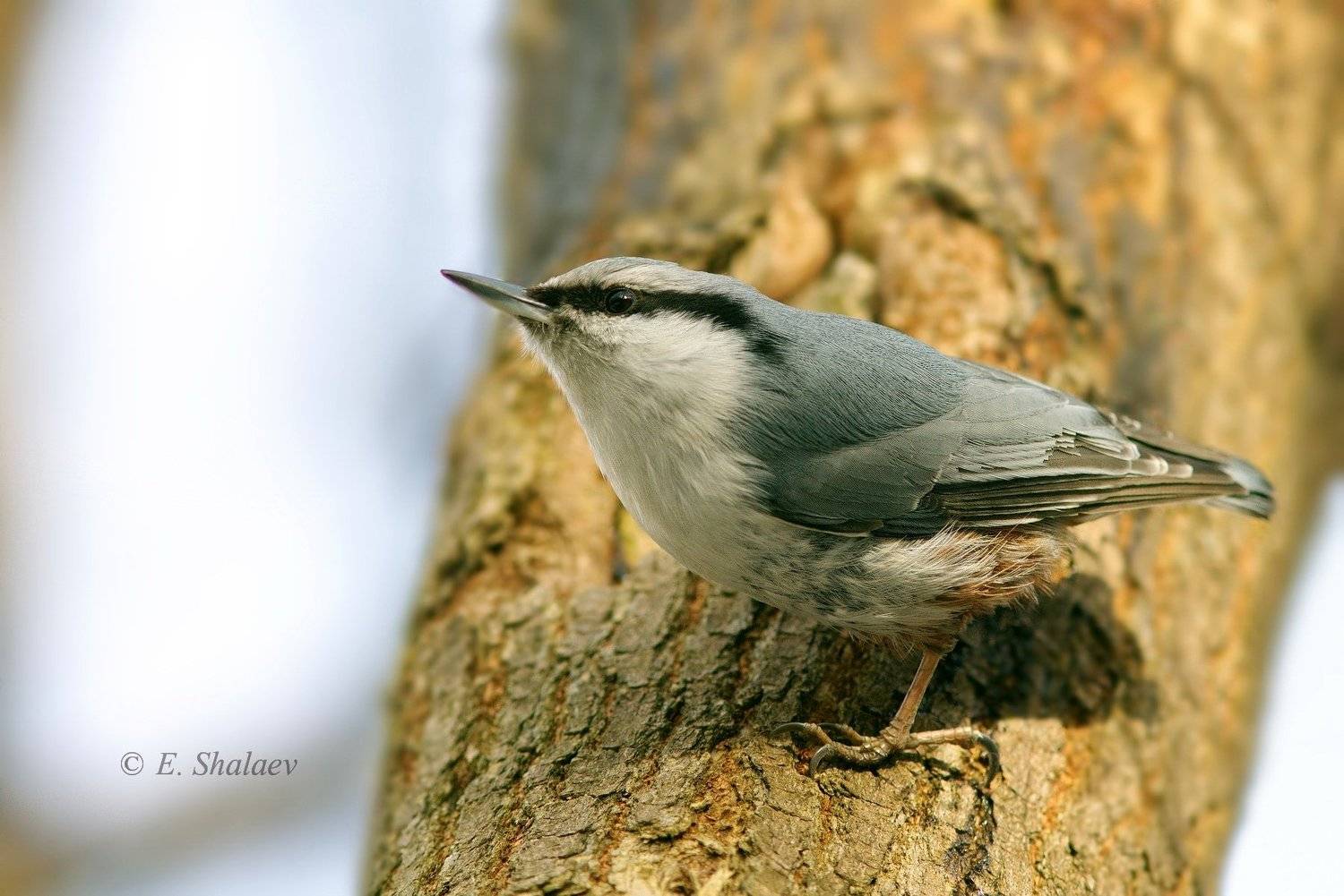 birds,eurasian nuthatch,sitta europaea,обыкновенный поползень,поползень,птица,птицы,фотоохота, Евгений