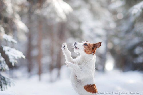 Дай вкусняшку =)