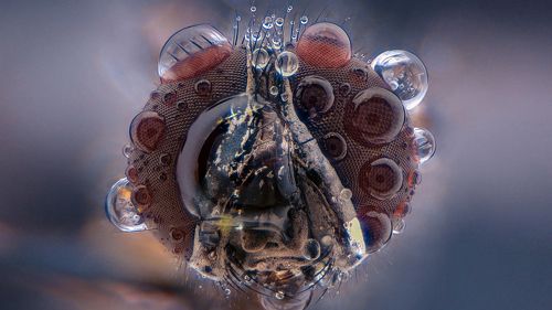 Fly Drops