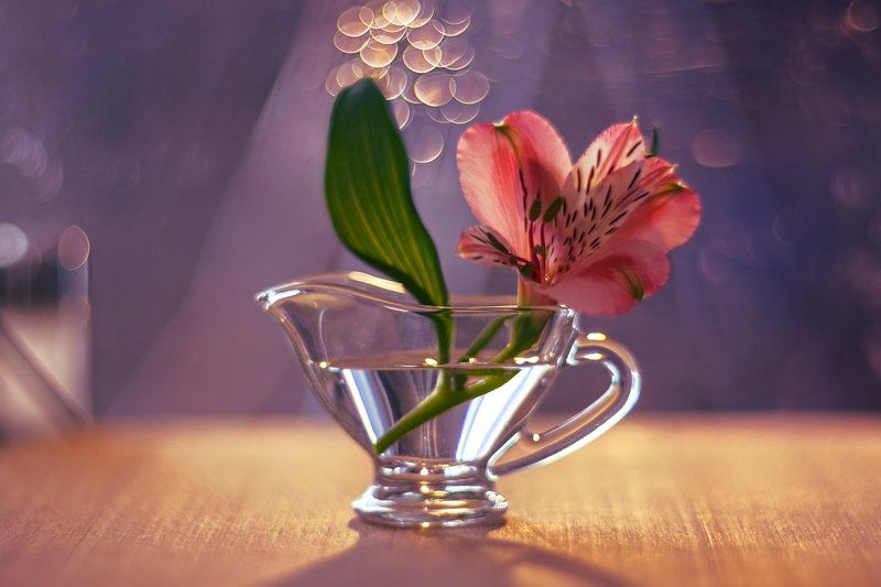 про альстромерию (смотрите в открытом виде) фото превью