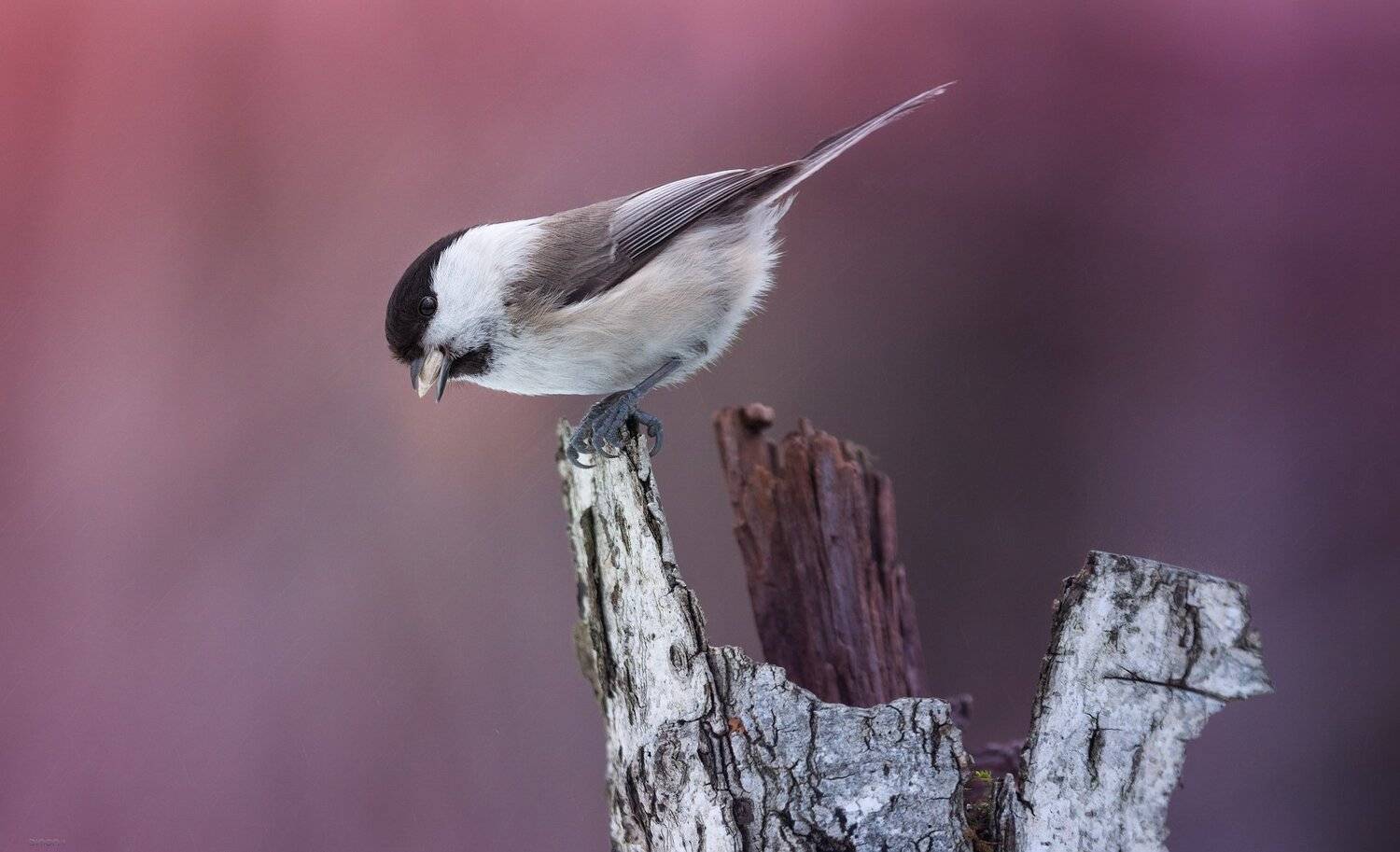 природа, лес, животные, птицы, Дмитрий Посевич