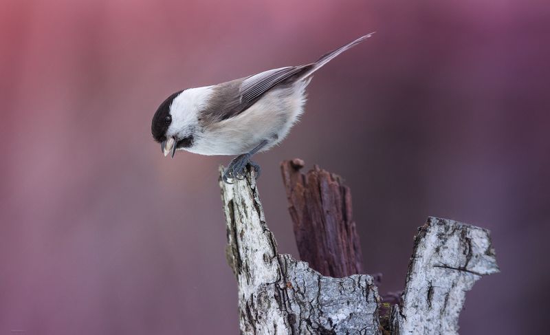Моросит по весеннему фото превью