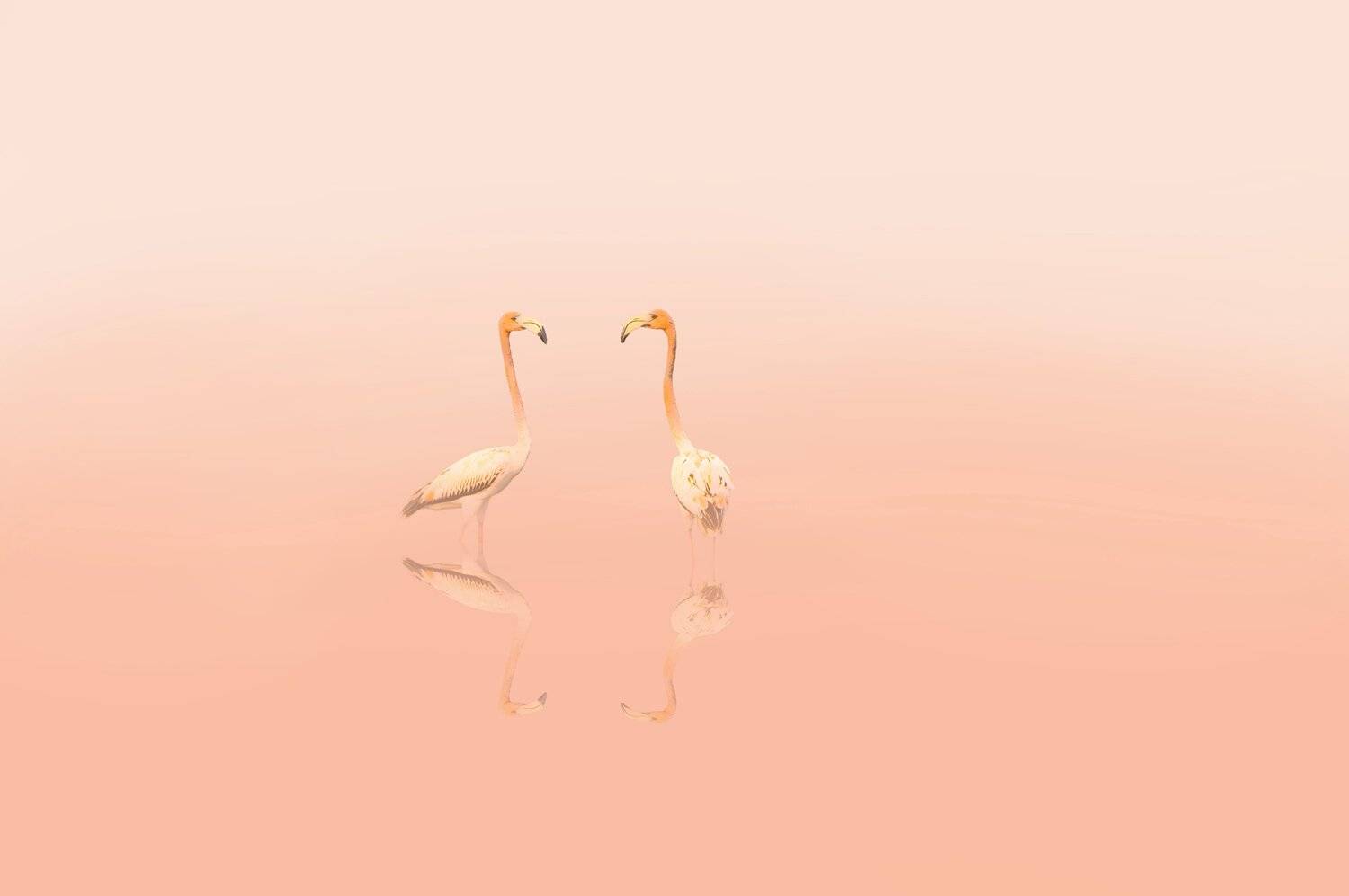 cuba,cayo guillermo,animals,birds,, Jacek