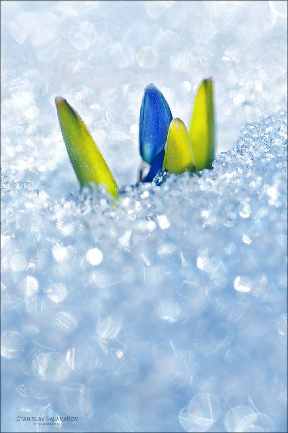 первоцвет, весна, блеск, пролеска, снег, макро, март, Станислав Саламанов