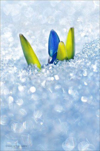 Пробивая бриллиантовую россыпь