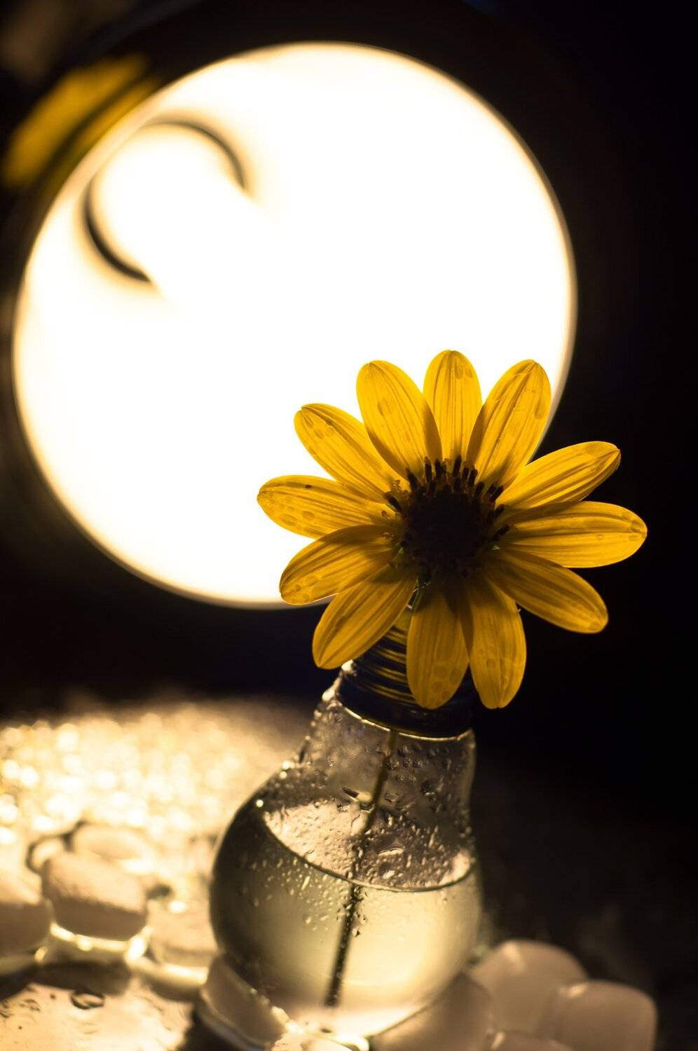 nikon d90 , Tihomir Petkov