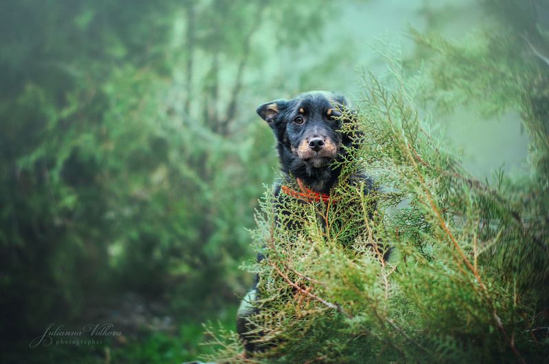 собаки,щенки, фотограф-анималист, природа, животные Мишка фото превью